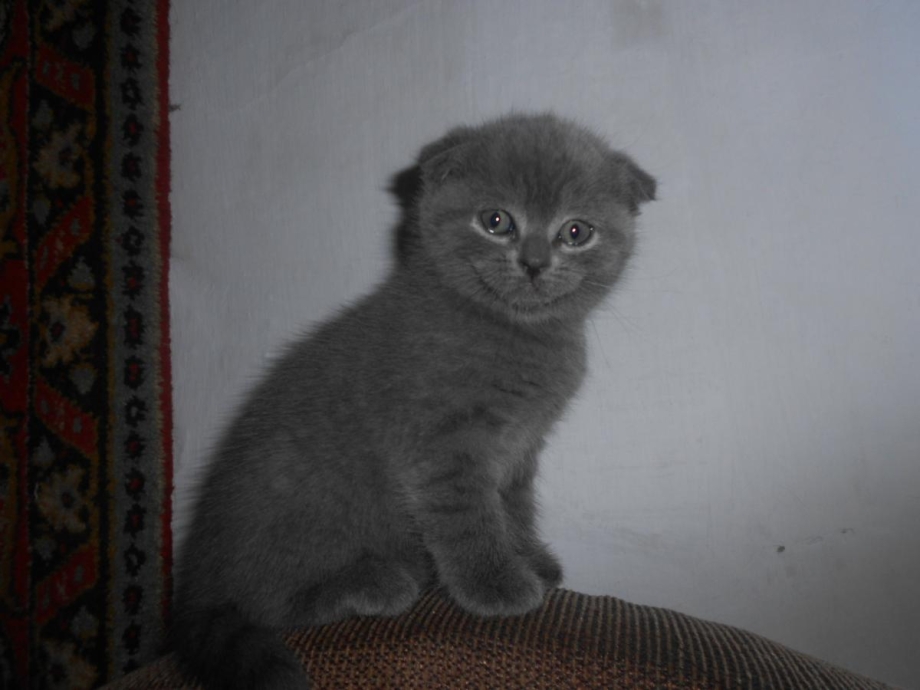 Скоттиш фолд дымный стандарт