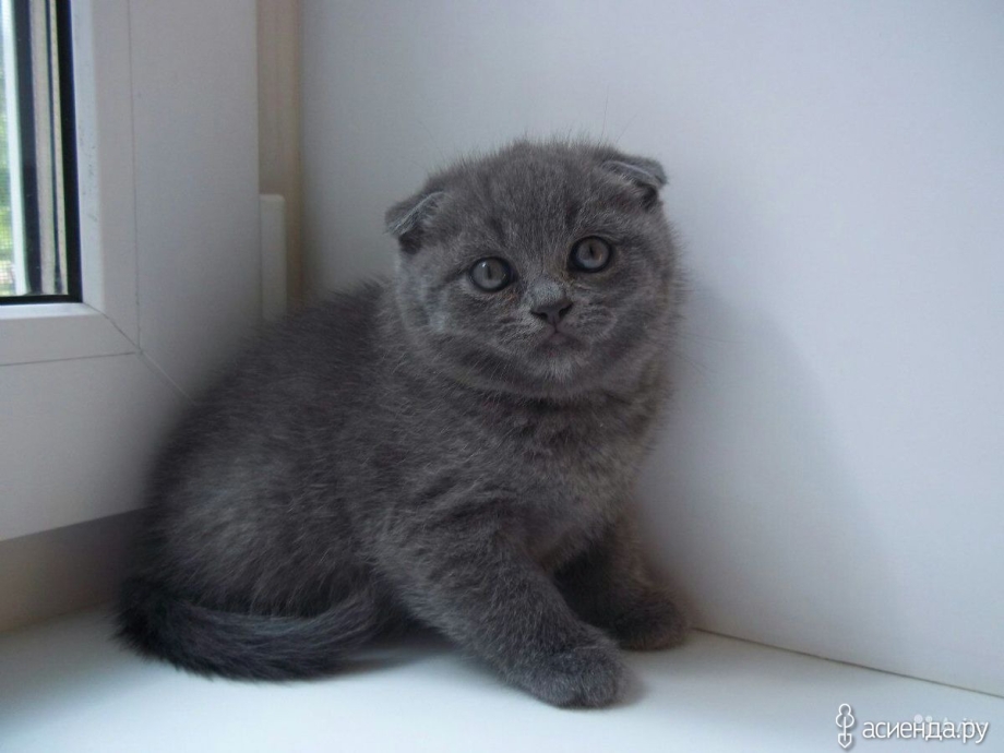 Вислоухие котята шотландцы серые