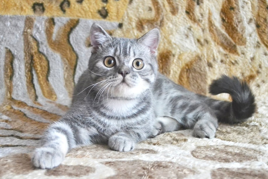 Шотландская кошка голубой мрамор