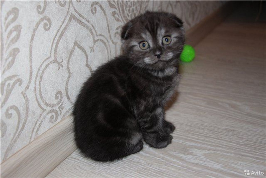 Скоттиш фолд вислоухий черный дым