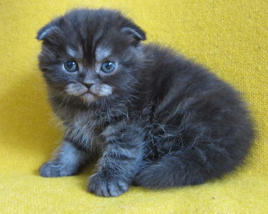 Шотландская скоттиш фолд дымчатый