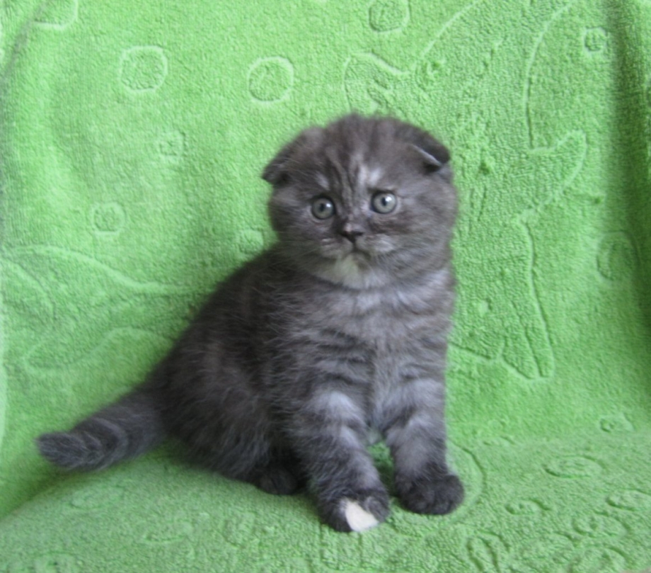 Шотландский котенок фолд черный дым