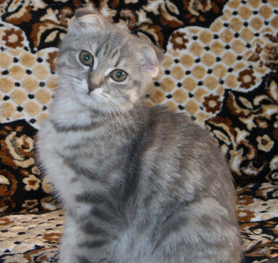 Картезианская кошка вислоухая