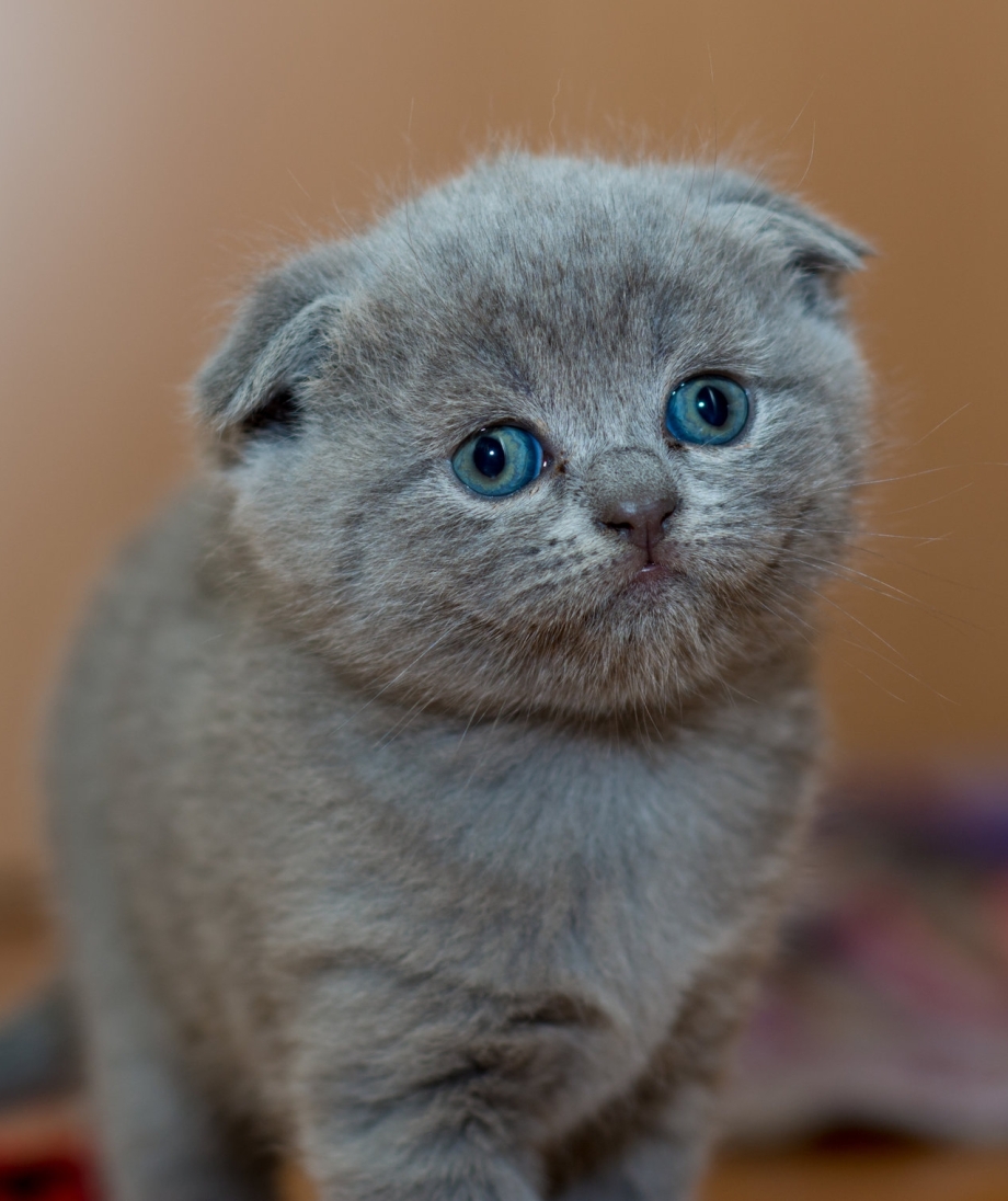 Скоттиш фолд дымчатый
