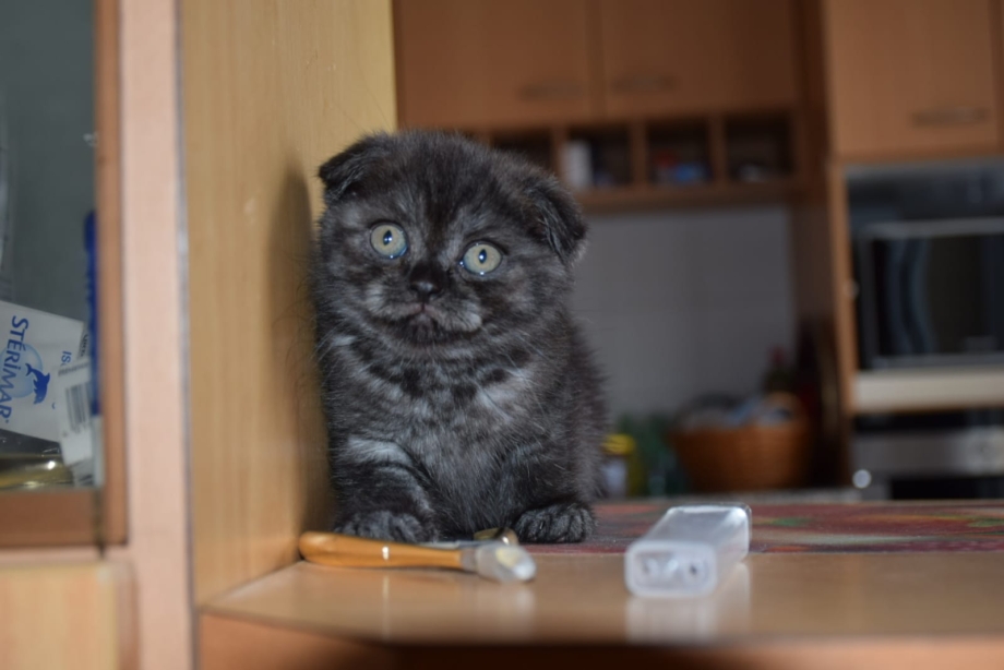 Котята скоттиш фолд черный дым