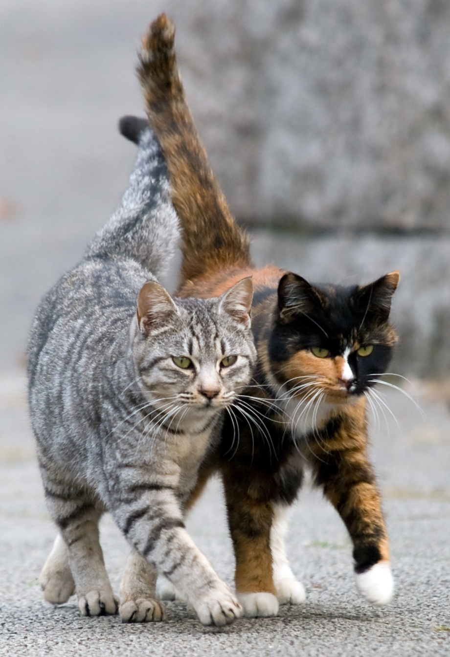 Котики дружат