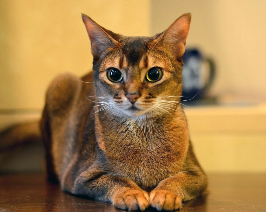 Кошка с котятами