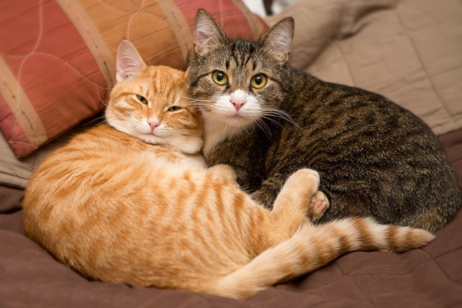 Кошки вместе