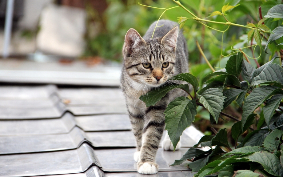 Красивые коты