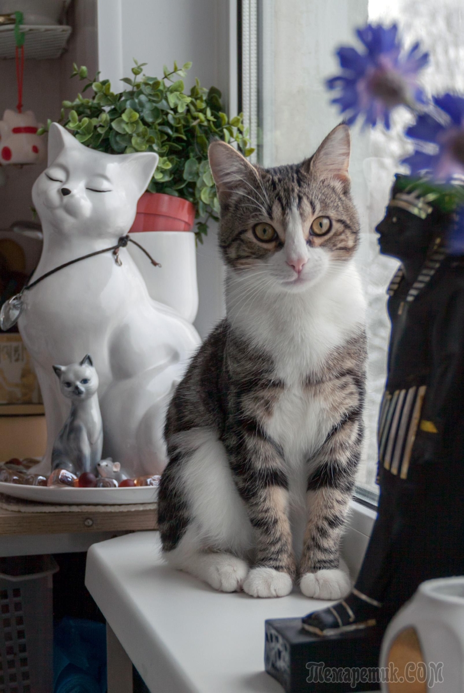Кошка на природе