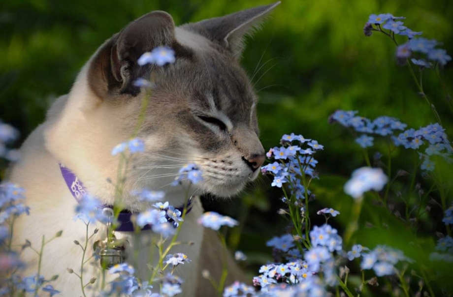 Самый хороший котик