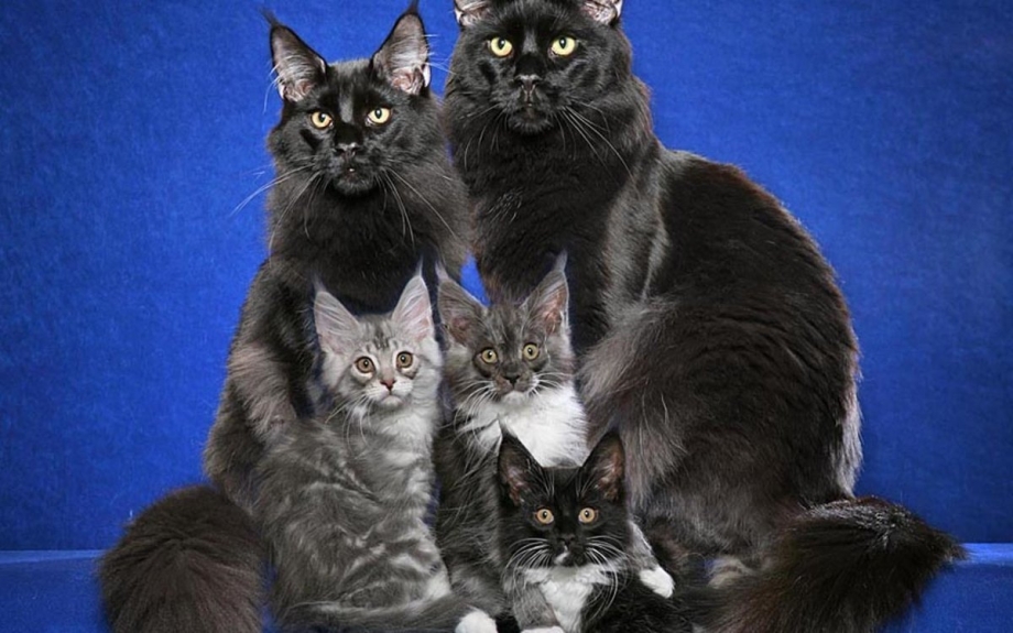 Кот с попугаем