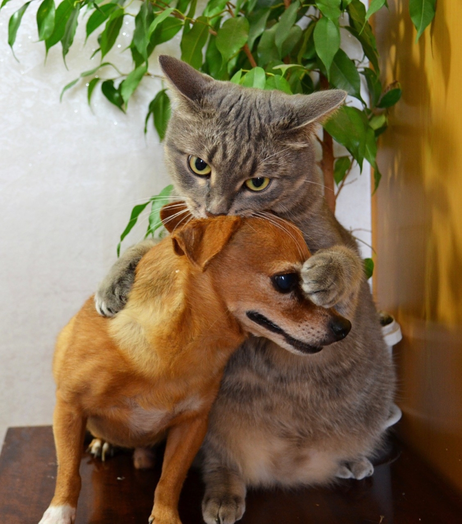 Собака с кошкой дружат