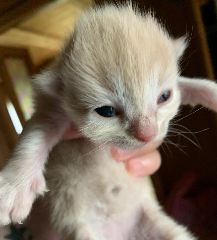 Котенок открыл глазки