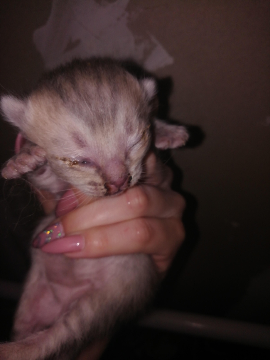Котенок открыл глазки