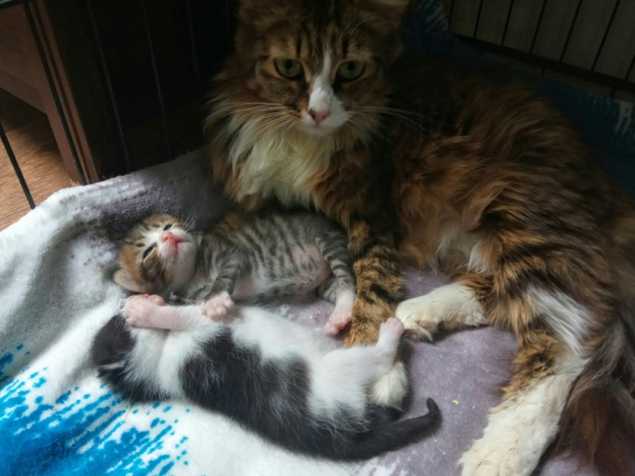 Новорожденный котенок