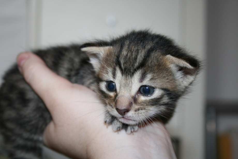 Котенок открыл глазки