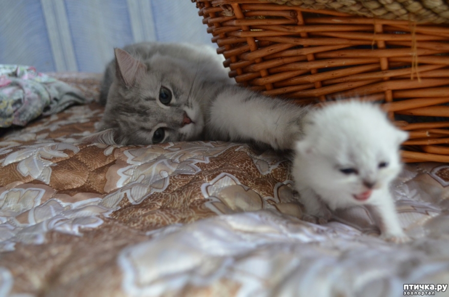Котенок с двумя мордочками