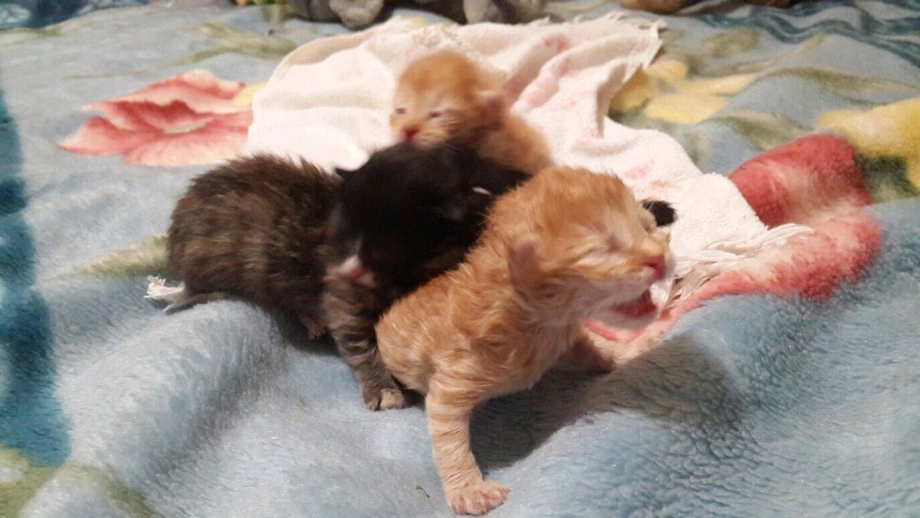 Чёрный котёнок вырос