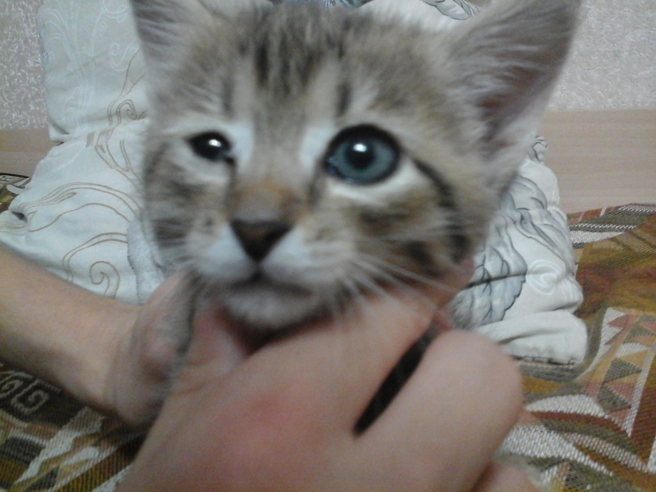 Котята с открытыми глазками