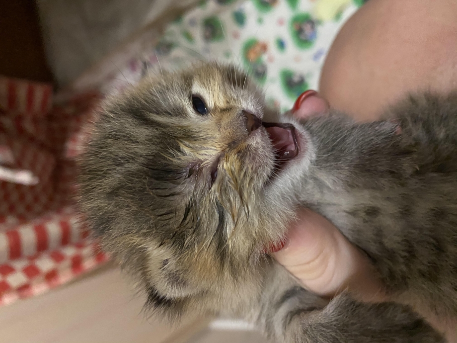 Котята только открыли глаза