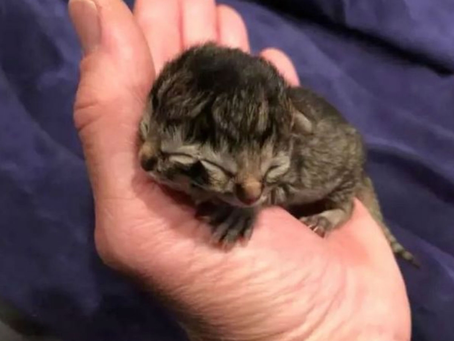Новорожденный котенок