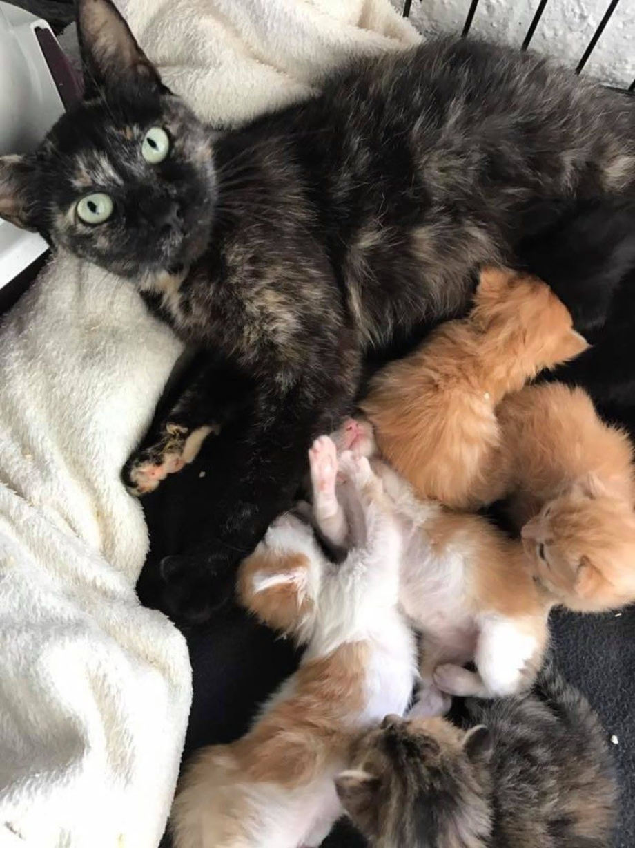 Котята Слепые новорождённые