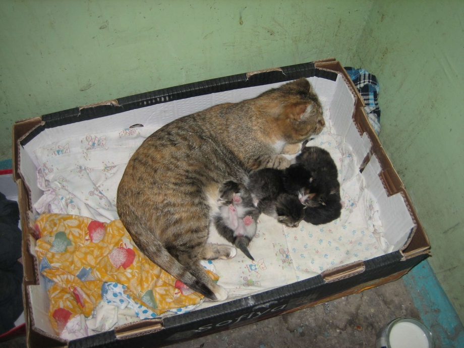 Котенок родился с 2 мордочками