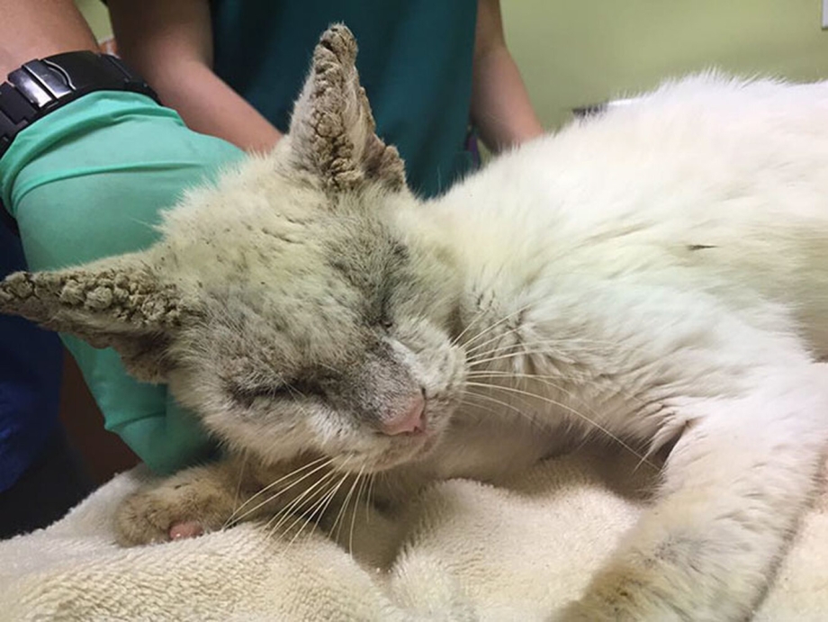 Новорожденные котята