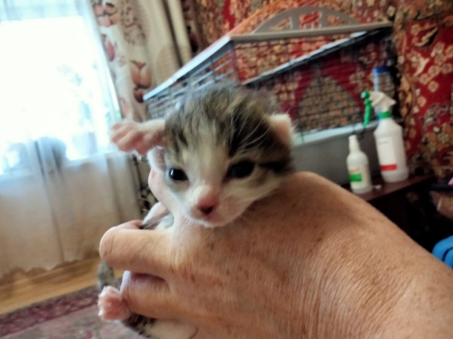 Здоровые котята 2 месяца