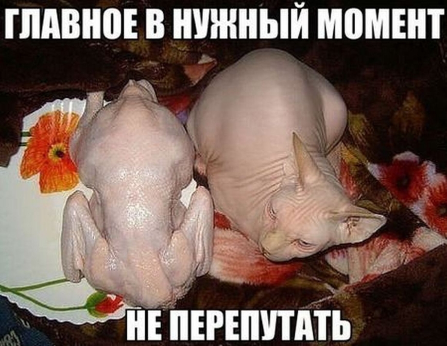 Лысый кот похож на курицу