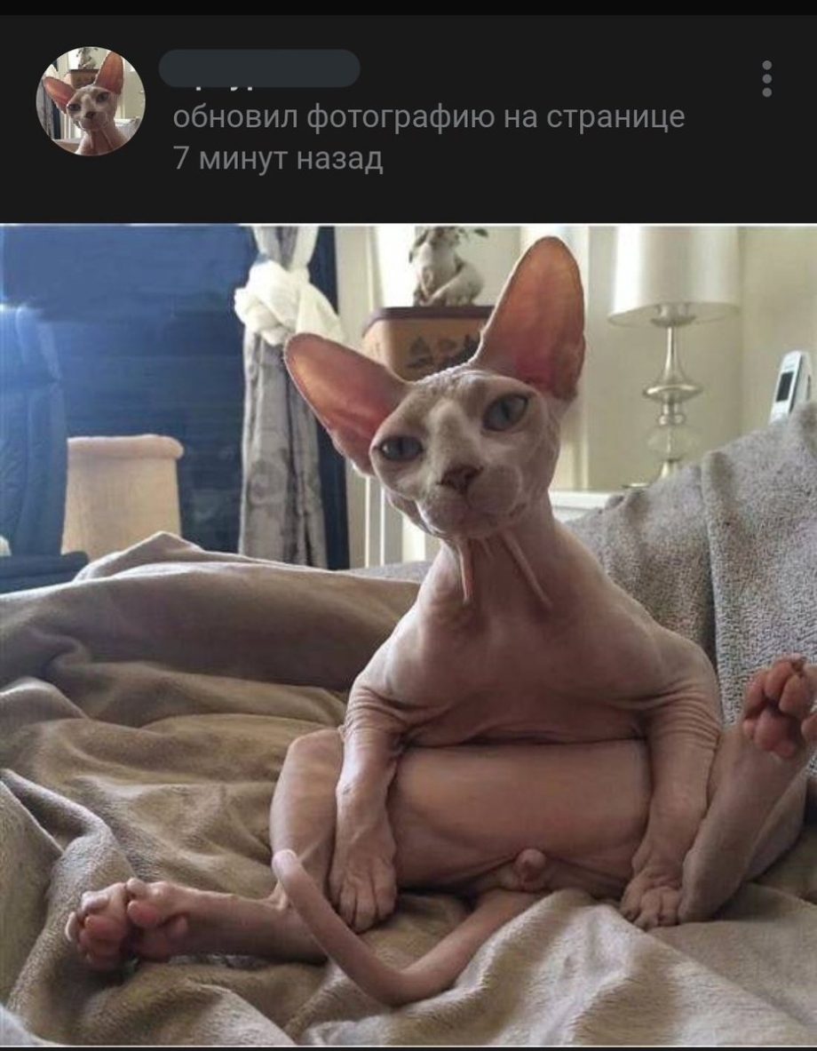 Смешной лысый кот