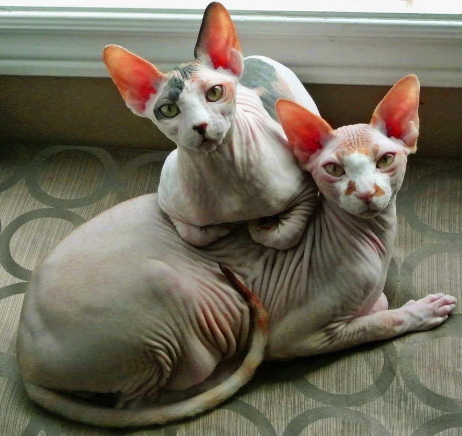 Сфинкс с котами