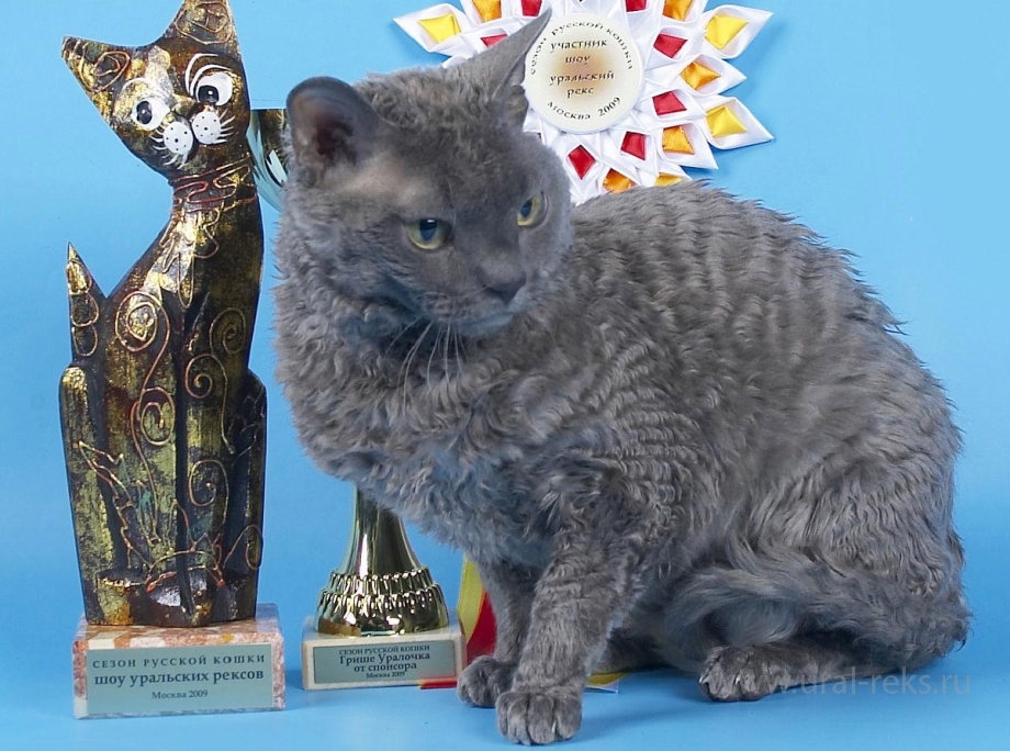 Кот Уральский рекс