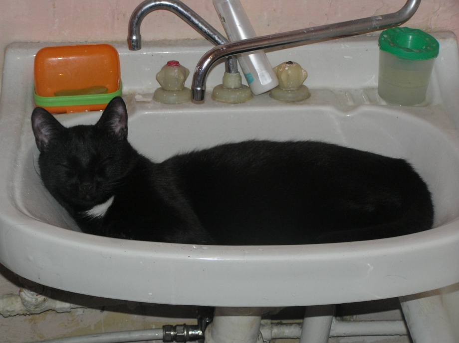 Кошка сильно