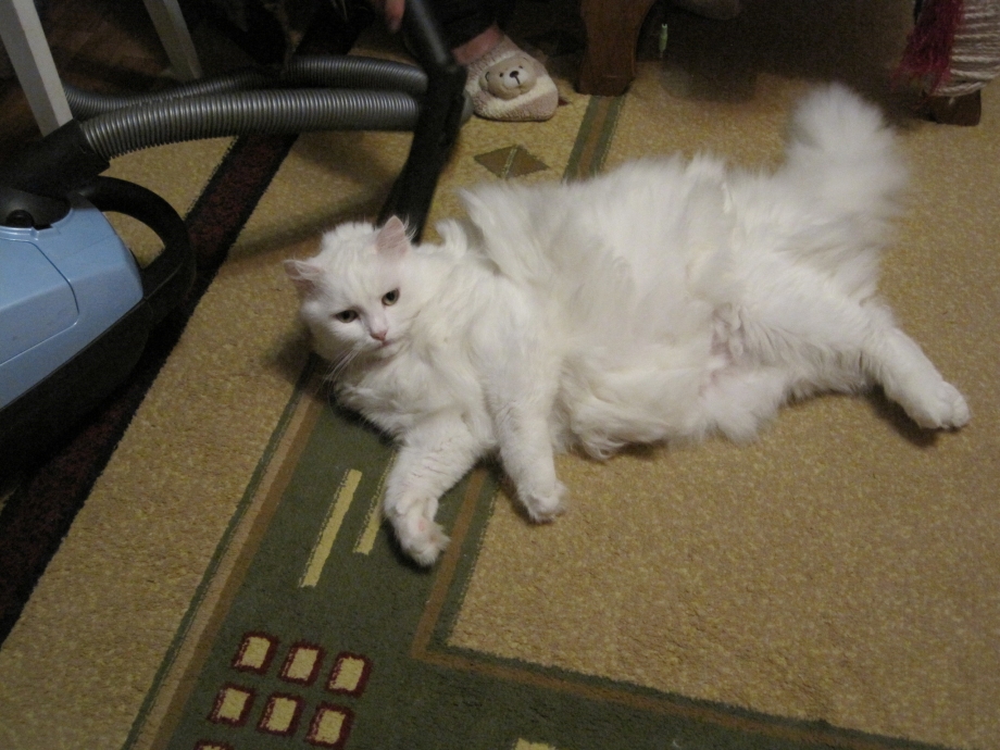 Пушистые коты которые не линяют
