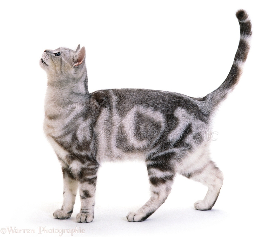Cat standing