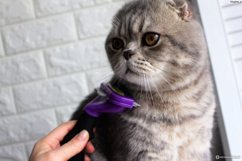 Шотландский коты линяют