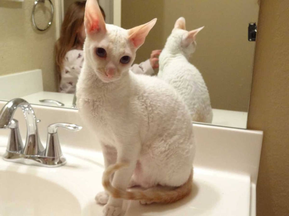 Кошки которые не линяют