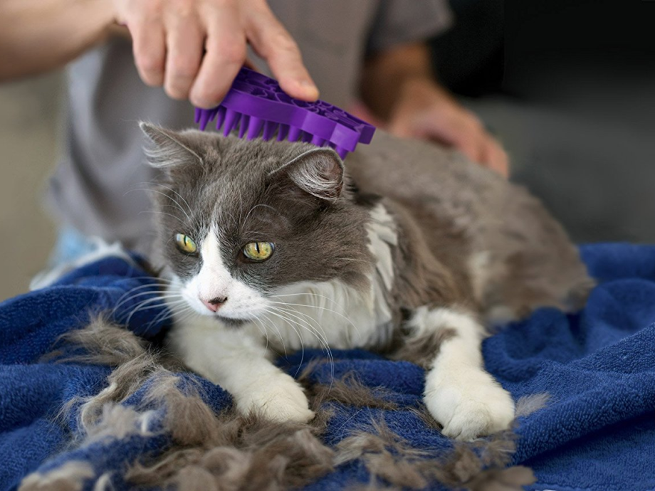 Коты у которых мало шерсти