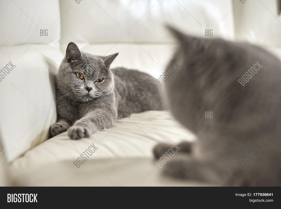 Характер кошки