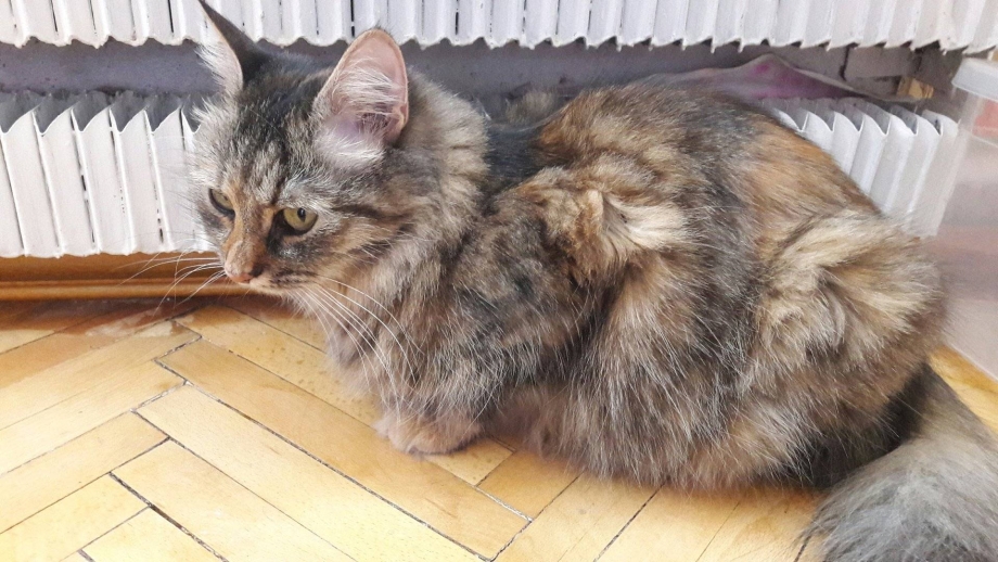 Коты линька