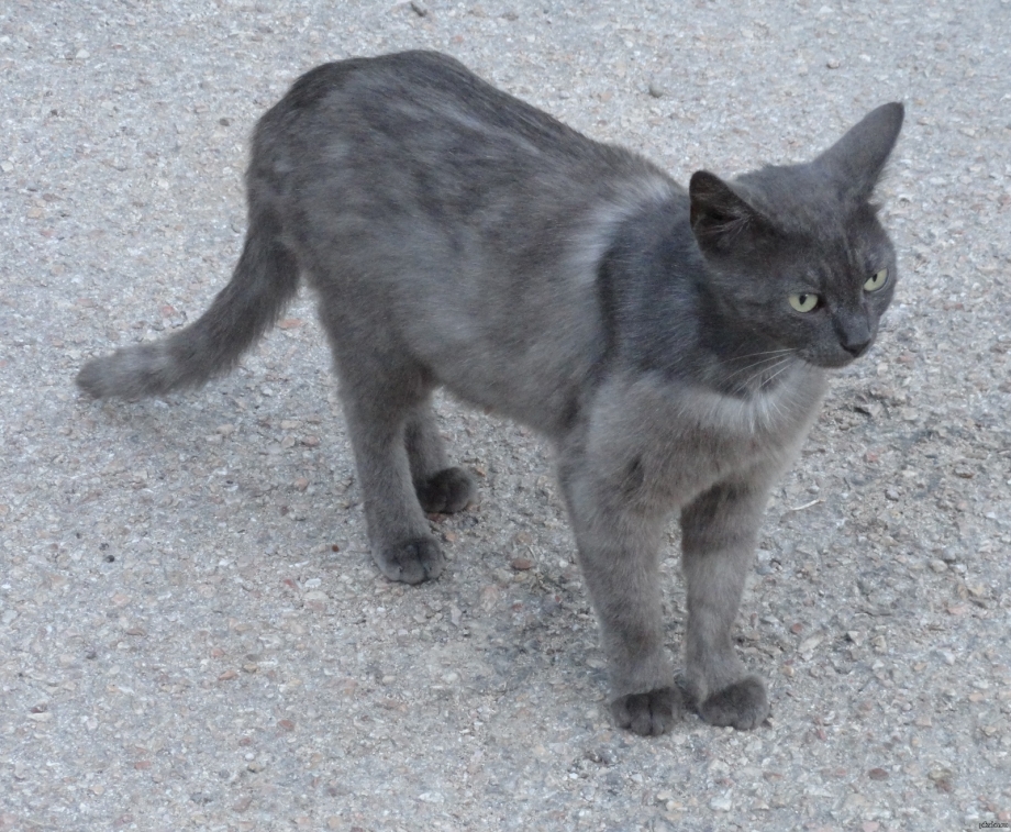 Кошачья линька