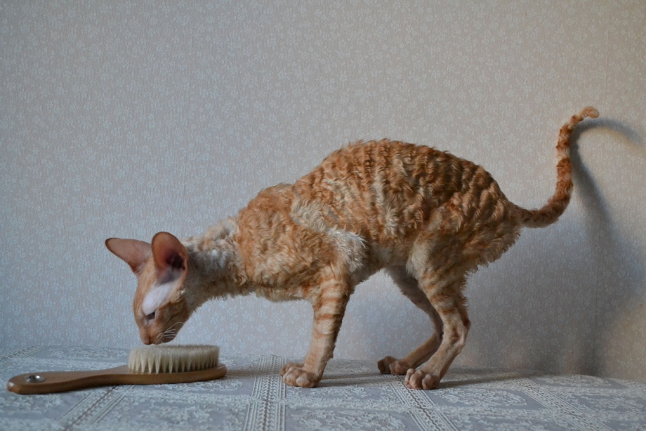 Корниш рекс порода кошек рыжий