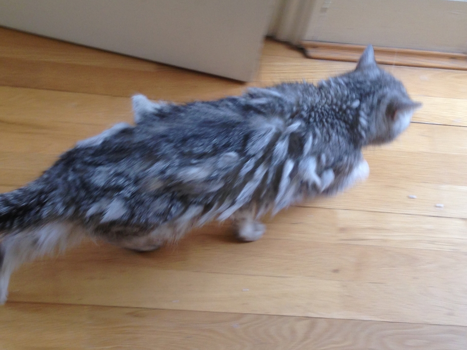 Коты линька