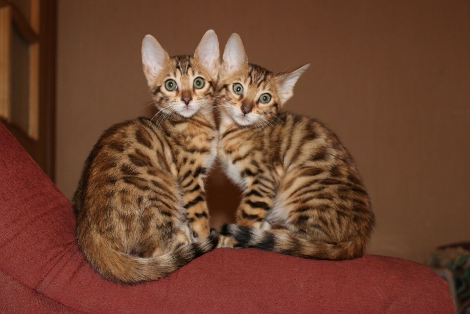 Котята Блю тебби Бенгальская кошка