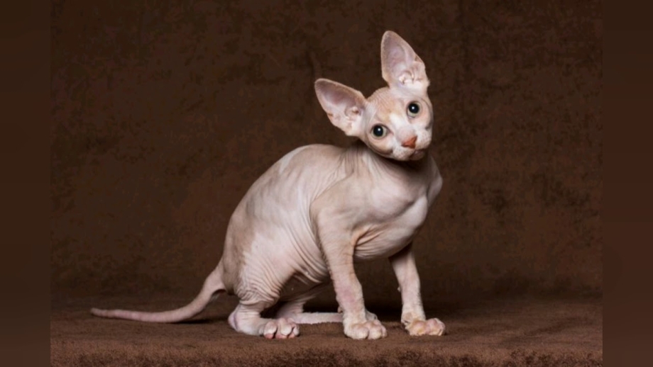 Кот сфинкс характер