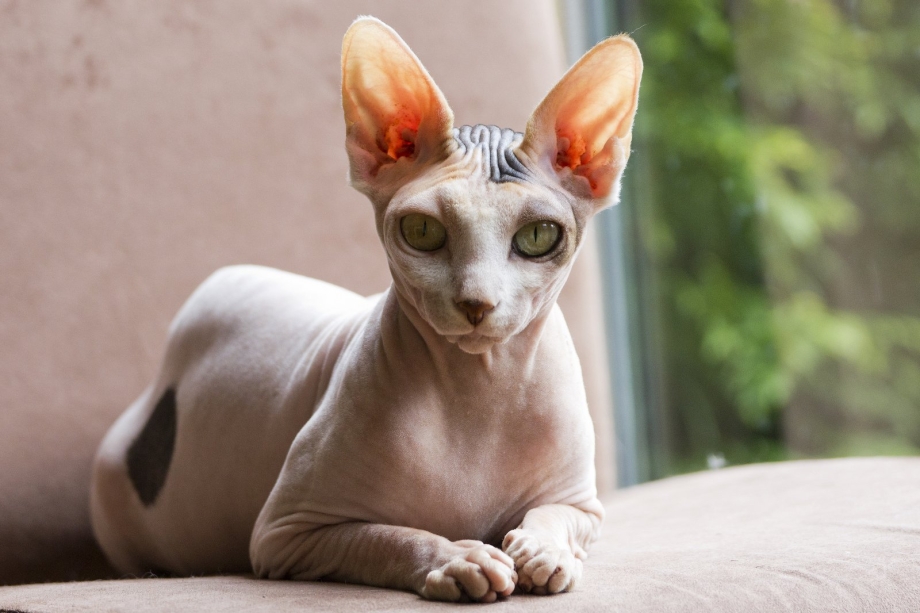 Коты породы сфинкс