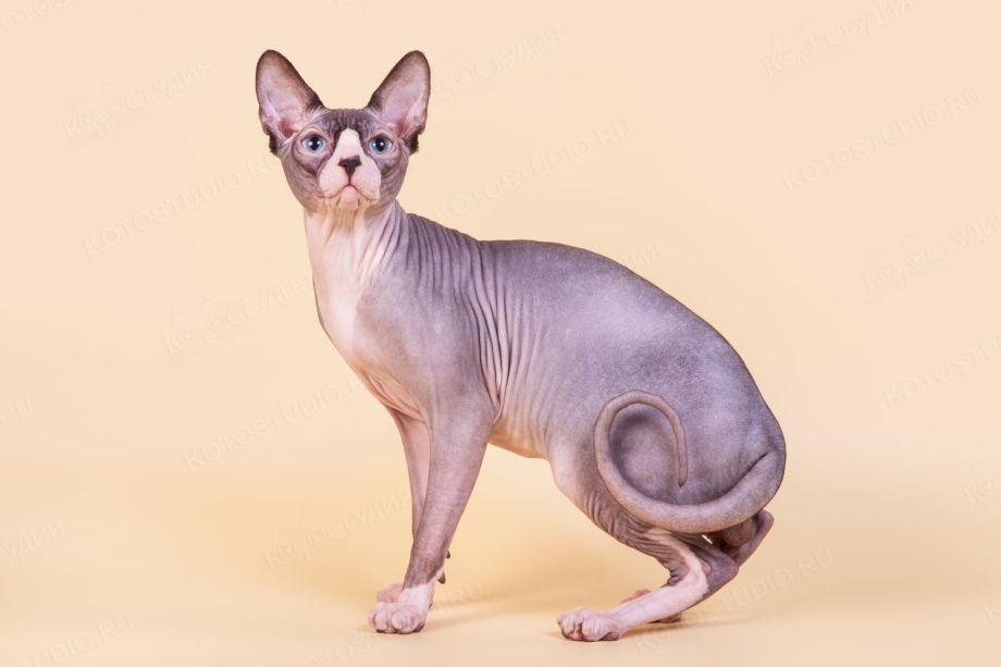 Канадский сфинкс фото котят