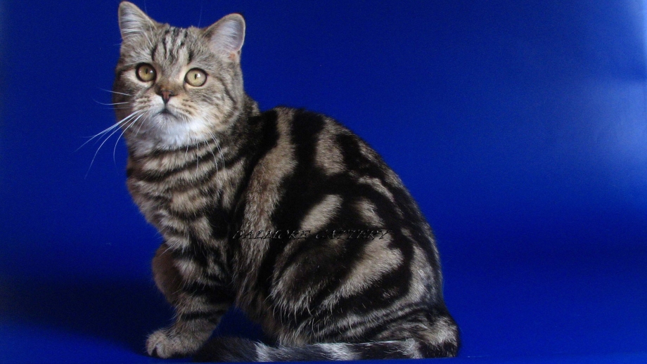 Шотландский кот прямоухий